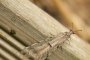 insecte ou libellule 1